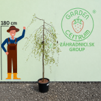 Breza previsnutá (Betula Alba pendula) ´MAGICAL GLOBE ´ - výška 120-130 cm, kont. C5L - NA KMIENKU